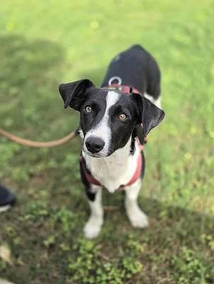 Hündinnen zur Adoption, female young Mixed Breed for adoption at Alba for Animals e.V., Oberhausen