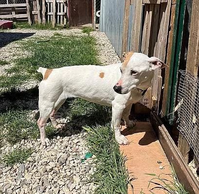 Hündinnen zur Adoption, female senior Jack Russell Terrier for adoption at Alba for Animals e.V., Oberhausen