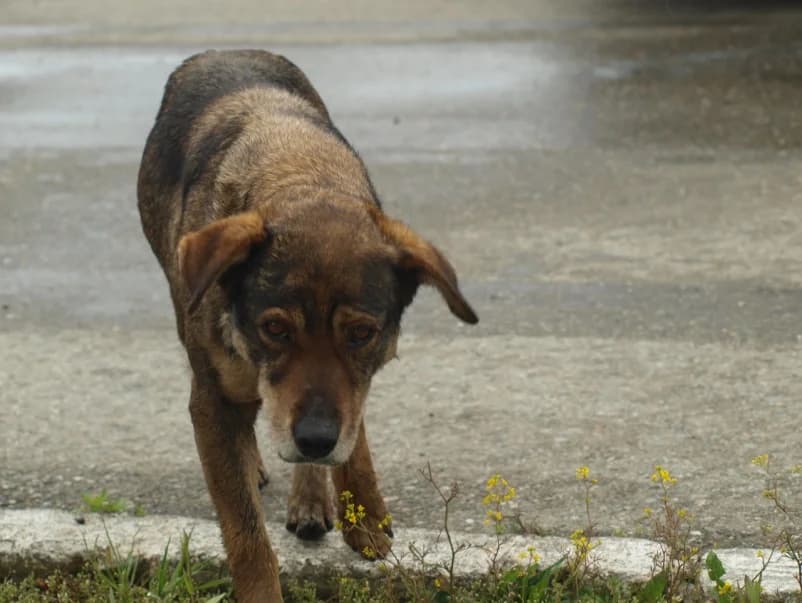 Unsere Reise nach Rumänien im Mai 2016, male Mixed Breed for adoption at Animal Souls e.V.