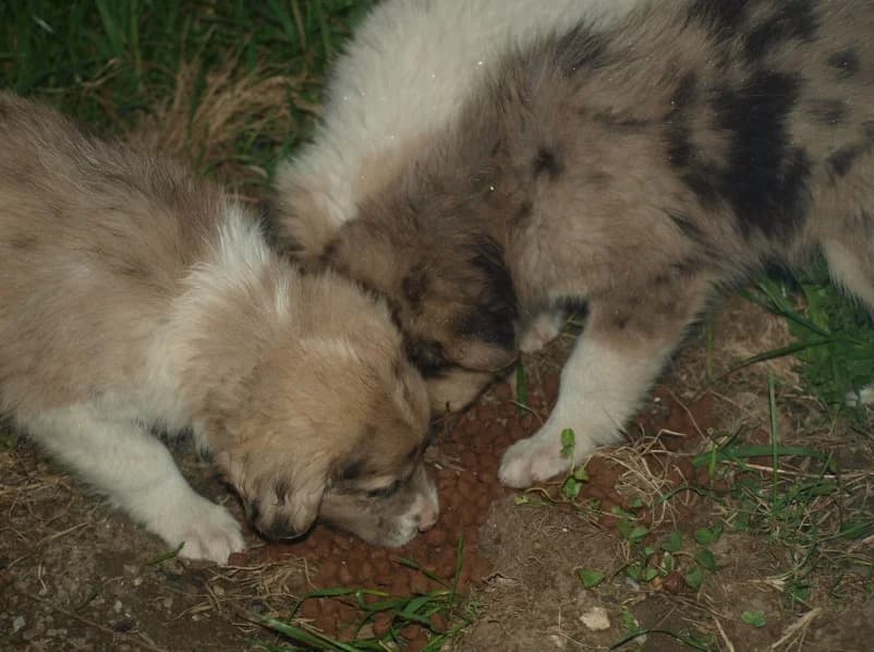 Unsere Reise nach Rumänien im Mai 2016, male Mixed Breed for adoption at Animal Souls e.V. — photo 2 of 21