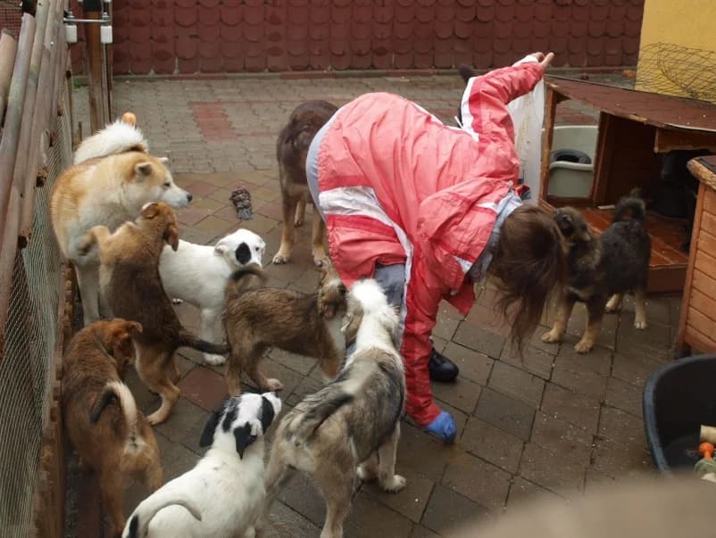 Unsere Reise nach Rumänien im Mai 2016, male Mixed Breed for adoption at Animal Souls e.V. — photo 4 of 21