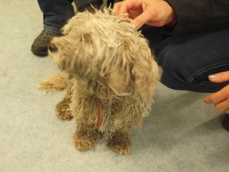 Unsere Reise nach Rumänien im Mai 2016, male Mixed Breed for adoption at Animal Souls e.V. — photo 5 of 21