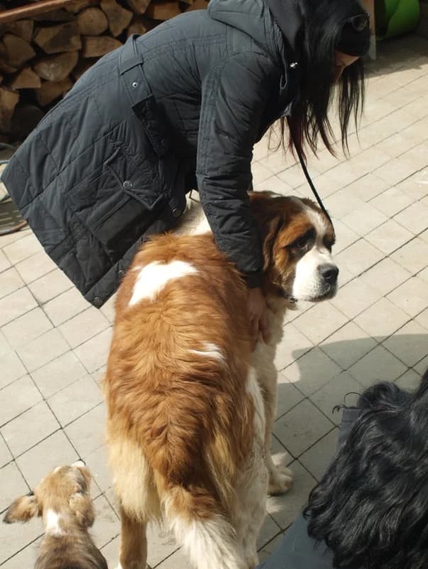 Unsere Reise nach Rumänien im Mai 2016, male Mixed Breed for adoption at Animal Souls e.V. — photo 6 of 21