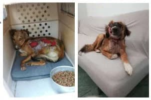 Rumänien Reise 28.06. – 12.07.2019,  Mixed Breed for adoption at Animal Souls e.V. — photo 3 of 17