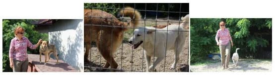 Rumänien Reise 28.06. – 12.07.2019,  Mixed Breed for adoption at Animal Souls e.V. — photo 4 of 17