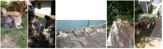 Rumänien Reise 28.06. – 12.07.2019,  Mixed Breed for adoption at Animal Souls e.V. — photo 5 of 17