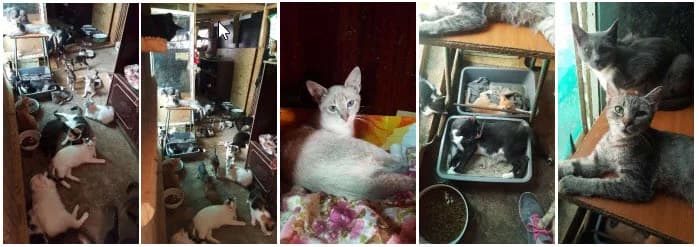 Rumänien Reise 28.06. – 12.07.2019,  Mixed Breed for adoption at Animal Souls e.V. — photo 8 of 17