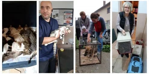 Kastrakampagne für 20 Tiere 2019,  Mixed Breed for adoption at Animal Souls e.V.