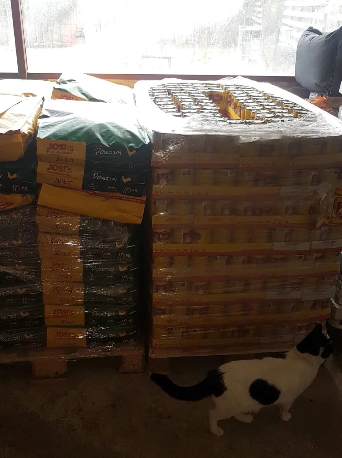 Feed a cat – Spende von 4 Paletten Katzenfutter – Februar 2022 – Irina und Adeline,  Mixed Breed for adoption at Animal Souls e.V.