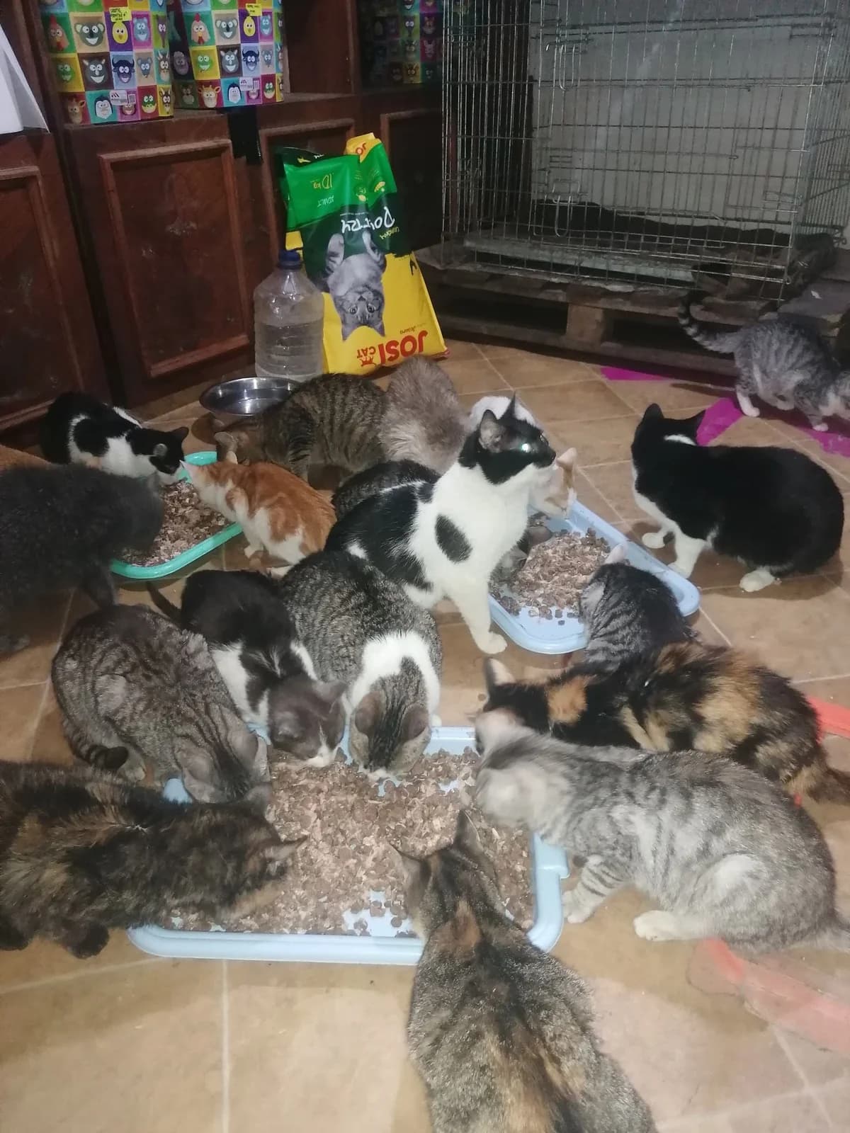 Feed a cat – Spende von 4 Paletten Katzenfutter – Februar 2022 – Irina und Adeline,  Mixed Breed for adoption at Animal Souls e.V. — photo 2 of 3