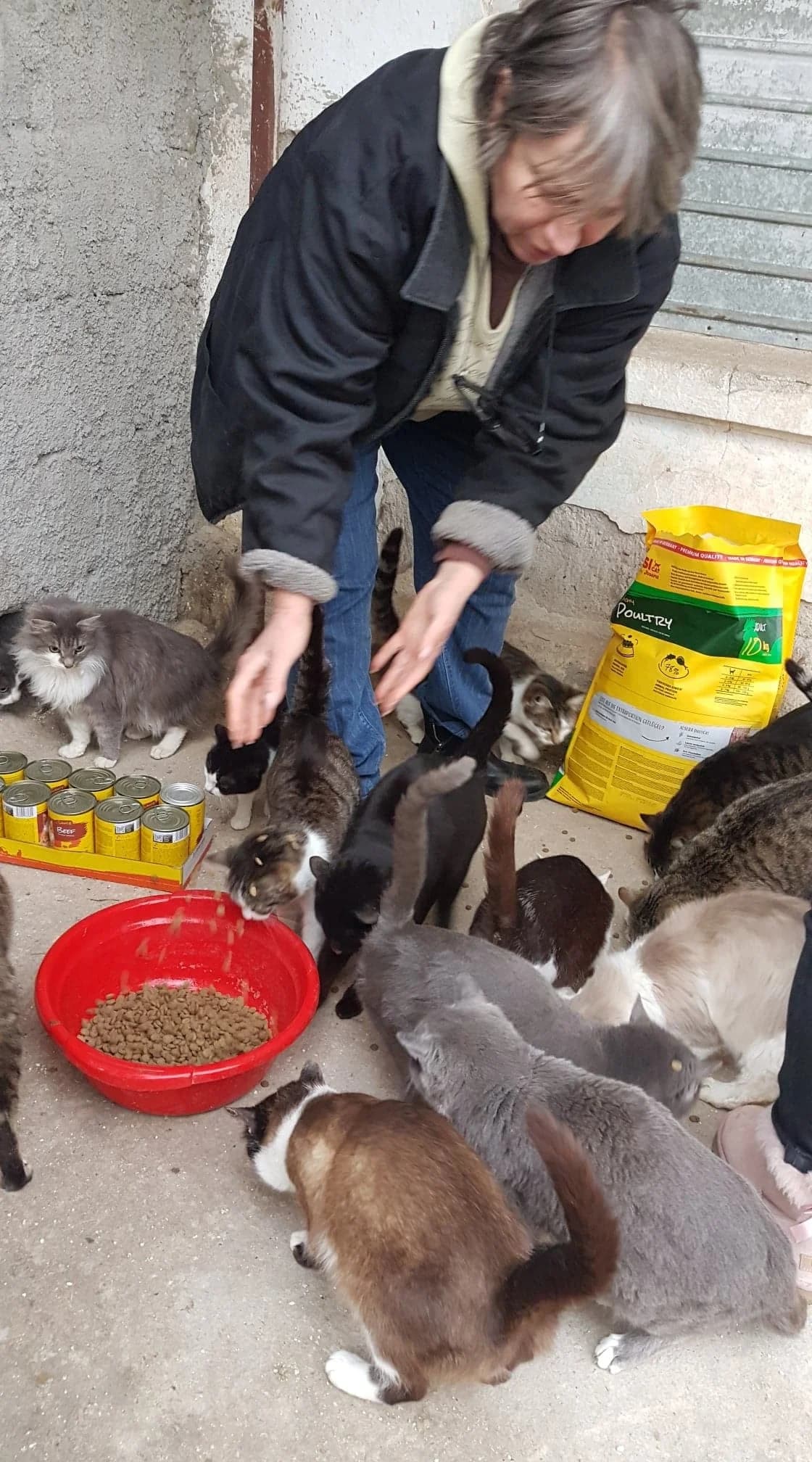 Feed a cat – Spende von 4 Paletten Katzenfutter – Februar 2022 – Irina und Adeline,  Mixed Breed for adoption at Animal Souls e.V. — photo 3 of 3