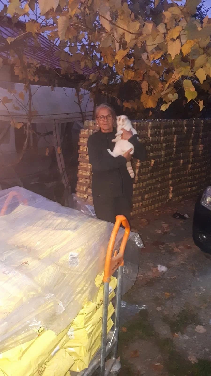 Feed a cat – November 2020 – Lavinia,  Mixed Breed for adoption at Animal Souls e.V.