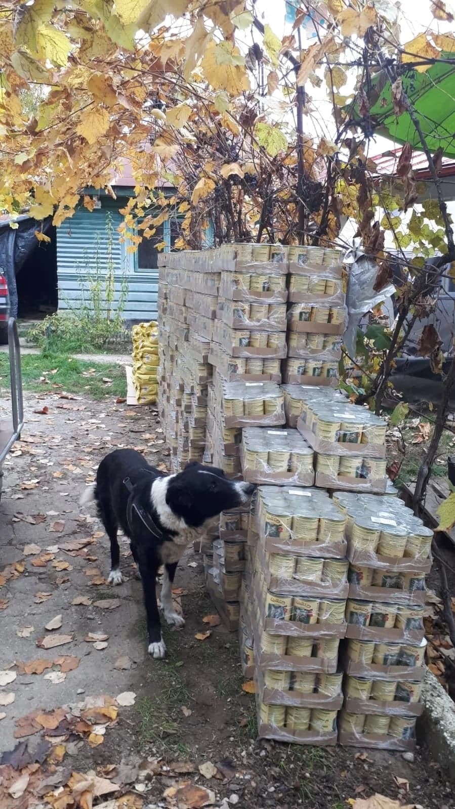 Feed a cat – November 2020 – Lavinia,  Mixed Breed for adoption at Animal Souls e.V. — photo 2 of 3