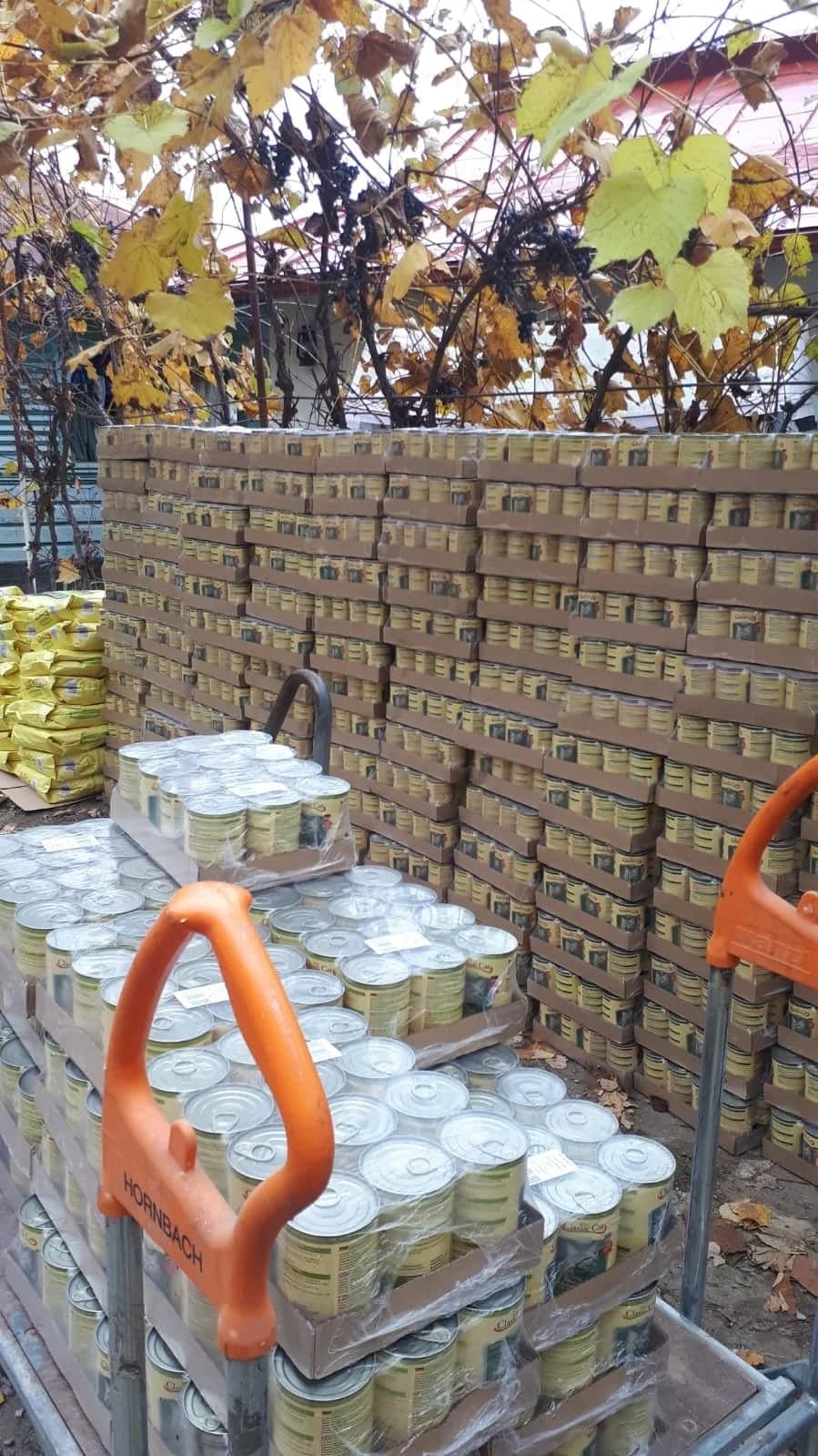 Feed a cat – November 2020 – Lavinia,  Mixed Breed for adoption at Animal Souls e.V. — photo 3 of 3