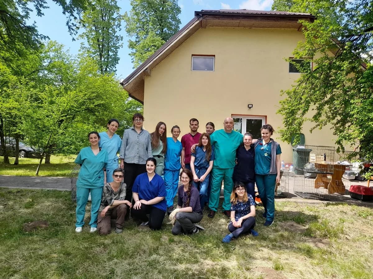 Kastrationskampagne – Mai 2022 – mit Dana Mares und Mircea Stefanache,  Mixed Breed for adoption at Animal Souls e.V.