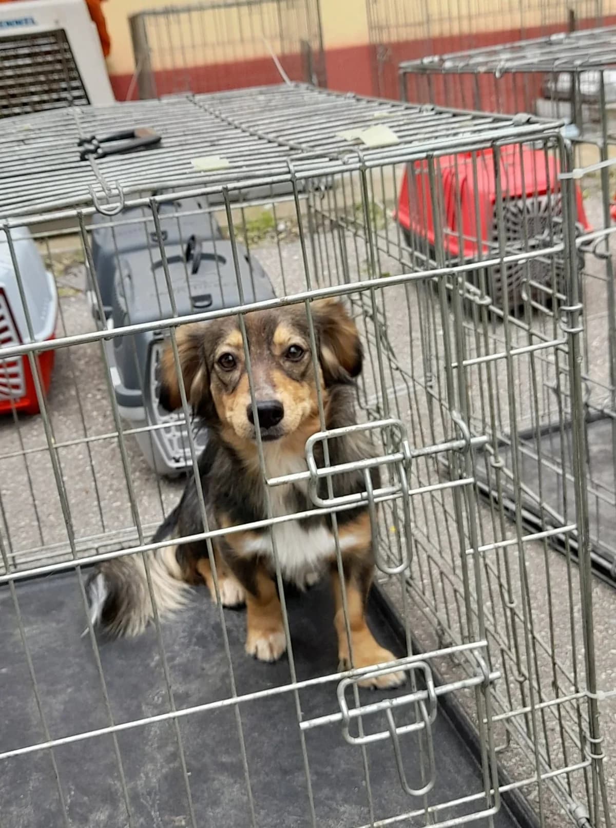 Kastrationskampagne – Mai 2022 – mit Dana Mares und Mircea Stefanache,  Mixed Breed for adoption at Animal Souls e.V. — photo 2 of 17