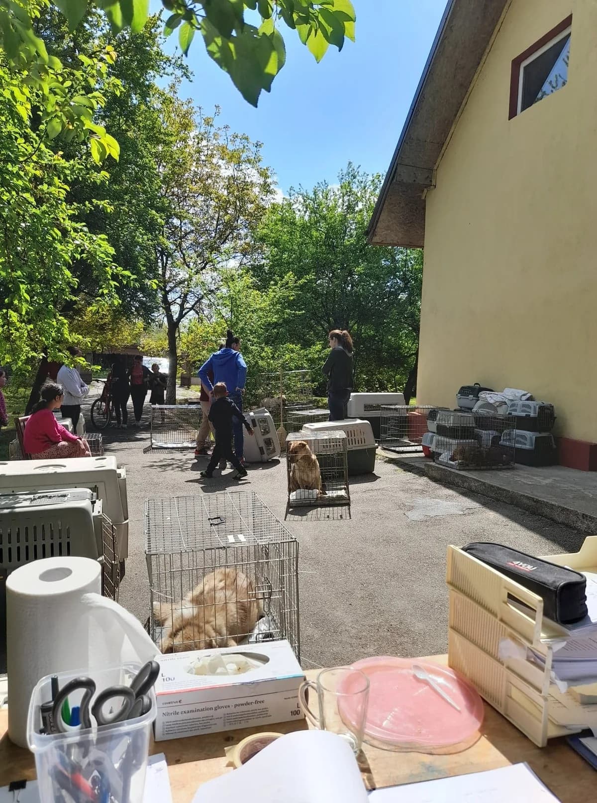 Kastrationskampagne – Mai 2022 – mit Dana Mares und Mircea Stefanache,  Mixed Breed for adoption at Animal Souls e.V. — photo 3 of 17