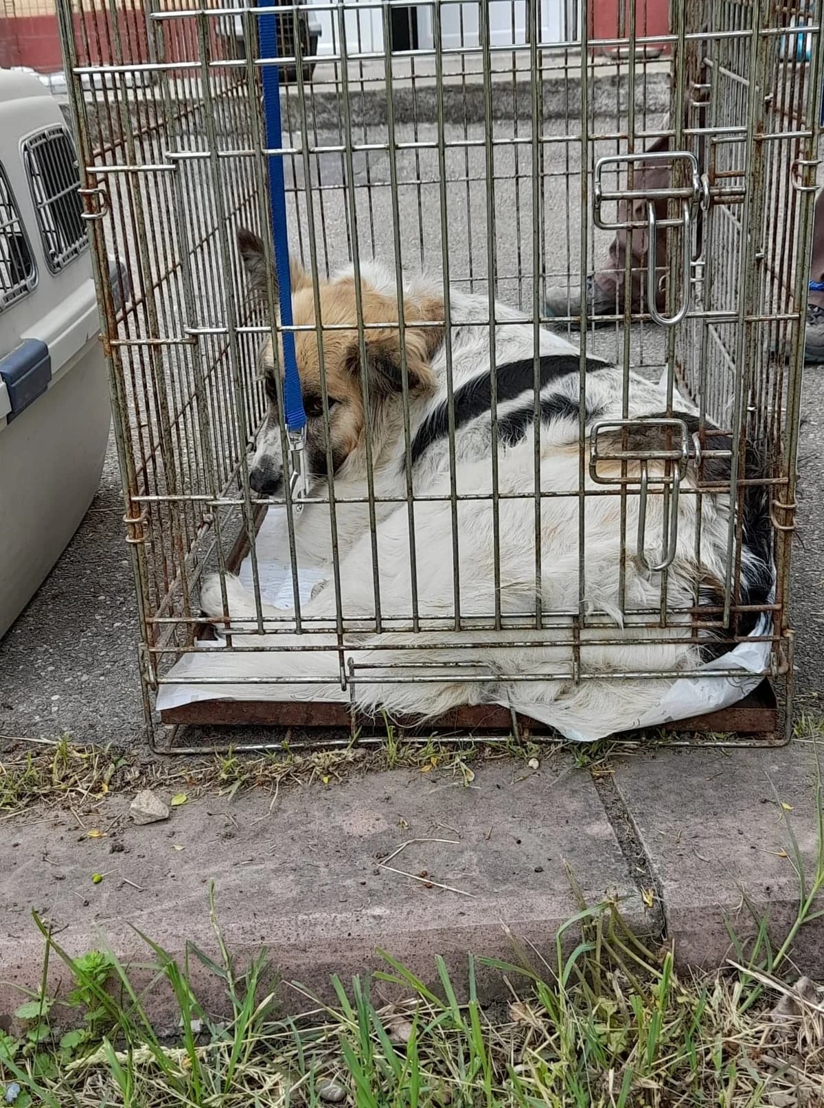 Kastrationskampagne – Mai 2022 – mit Dana Mares und Mircea Stefanache,  Mixed Breed for adoption at Animal Souls e.V. — photo 5 of 17