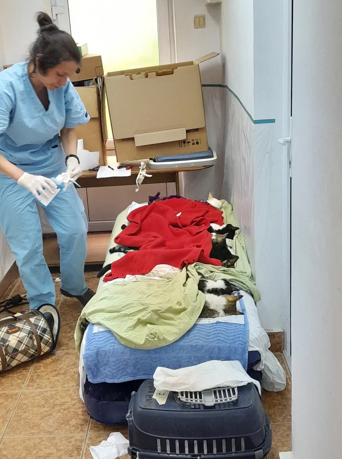 Kastrationskampagne – Mai 2022 – mit Dana Mares und Mircea Stefanache,  Mixed Breed for adoption at Animal Souls e.V. — photo 7 of 17