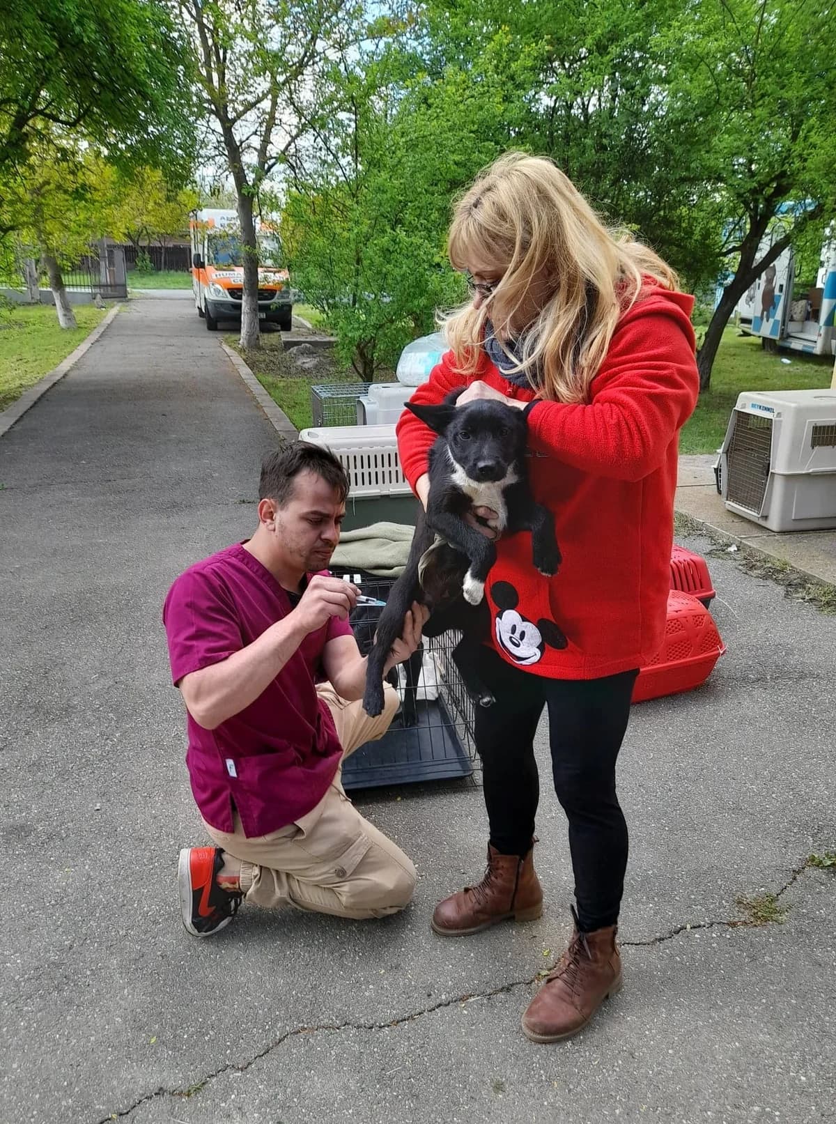 Kastrationskampagne – Mai 2022 – mit Dana Mares und Mircea Stefanache,  Mixed Breed for adoption at Animal Souls e.V. — photo 8 of 17