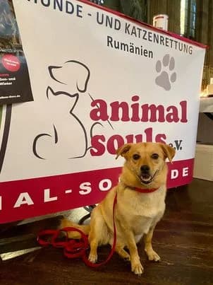 2. Basel Vegan Messe – wir waren dabei,  Mixed Breed for adoption at Animal Souls e.V. — photo 2 of 4