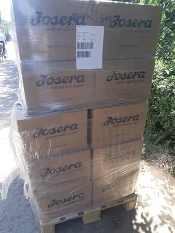 Feed a cat – Juni 2020 – Mioara,  Mixed Breed for adoption at Animal Souls e.V.