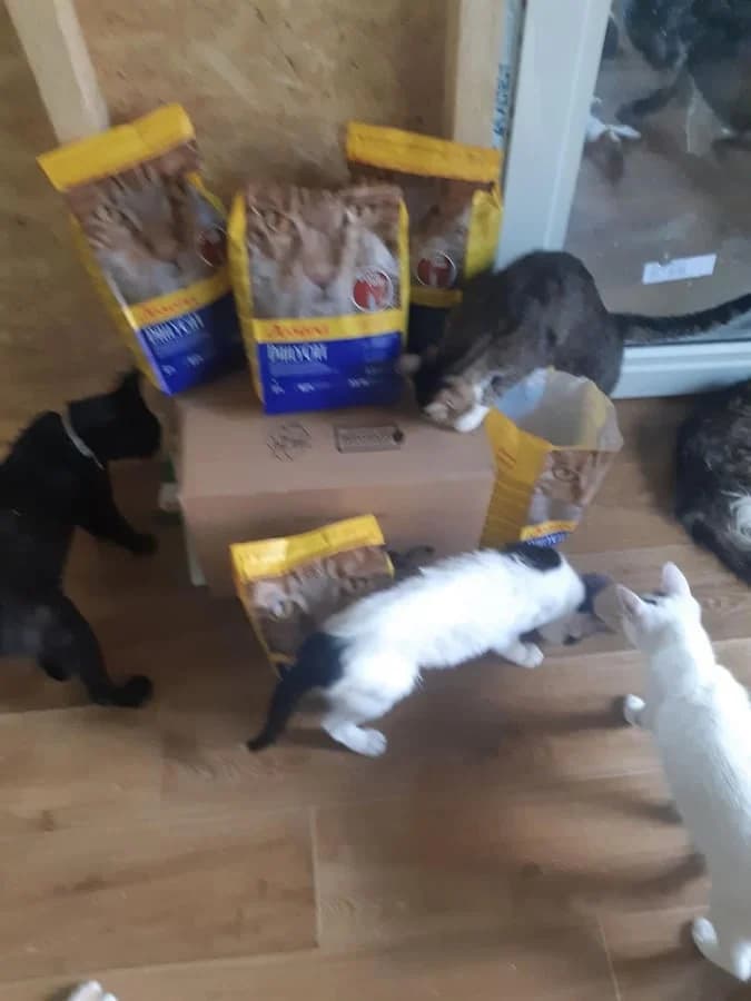 Feed a cat – Juni 2020 – Mioara,  Mixed Breed for adoption at Animal Souls e.V. — photo 2 of 3