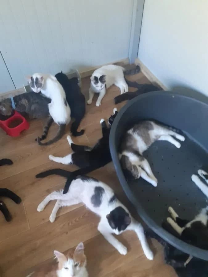 Feed a cat – Juni 2020 – Mioara,  Mixed Breed for adoption at Animal Souls e.V. — photo 3 of 3