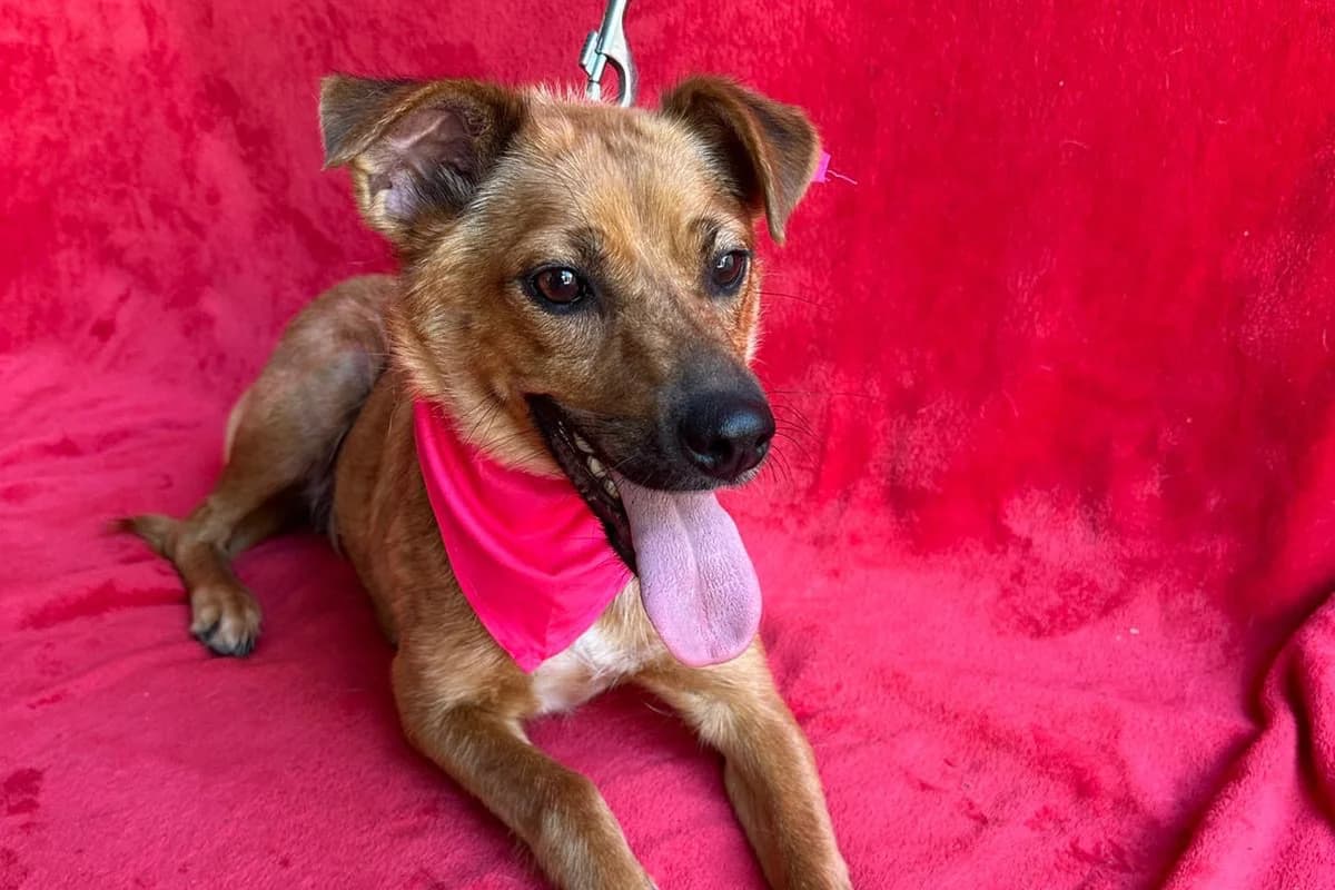Amara, female puppy mixed breed for adoption at animals care - Tierschutz ohne Grenzen, Ketzin