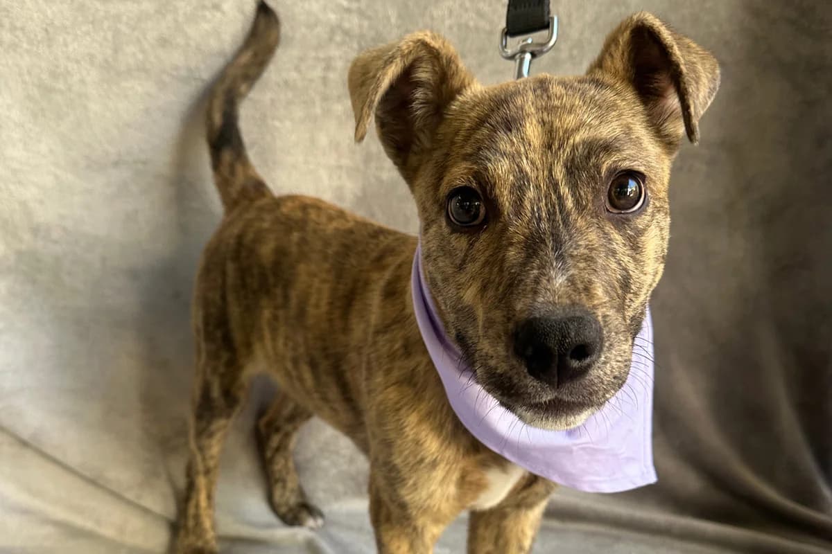 Alpi, male puppy mixed breed for adoption at animals care - Tierschutz ohne Grenzen, Ketzin