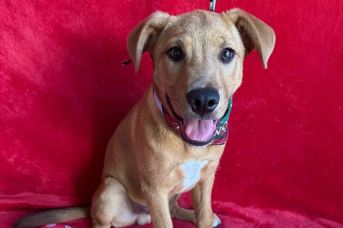 Crocus, male puppy mixed breed for adoption at animals care - Tierschutz ohne Grenzen, Ketzin