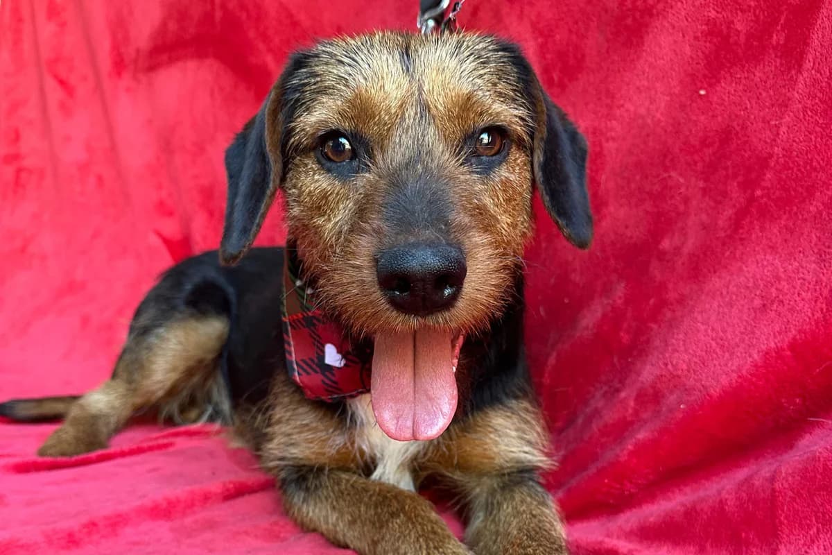 Lime, male puppy mixed breed for adoption at animals care - Tierschutz ohne Grenzen, Ketzin