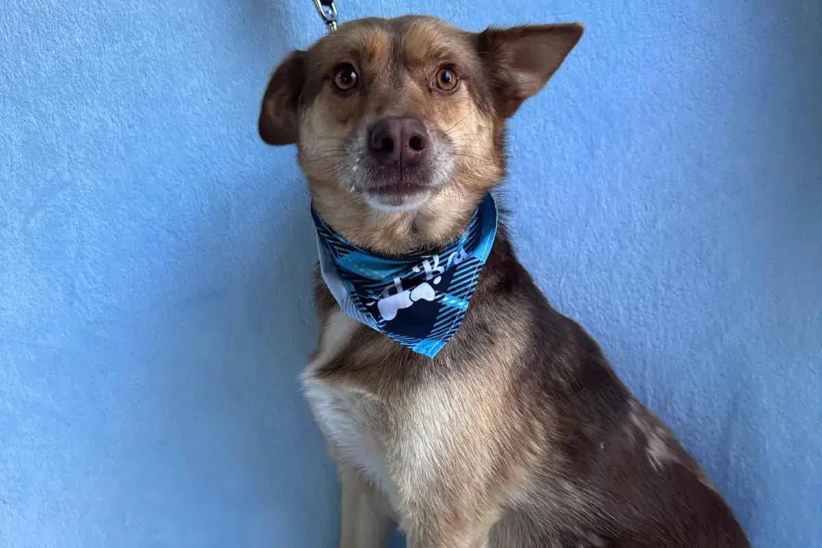 Remy, male puppy mixed breed for adoption at animals care - Tierschutz ohne Grenzen, Ketzin