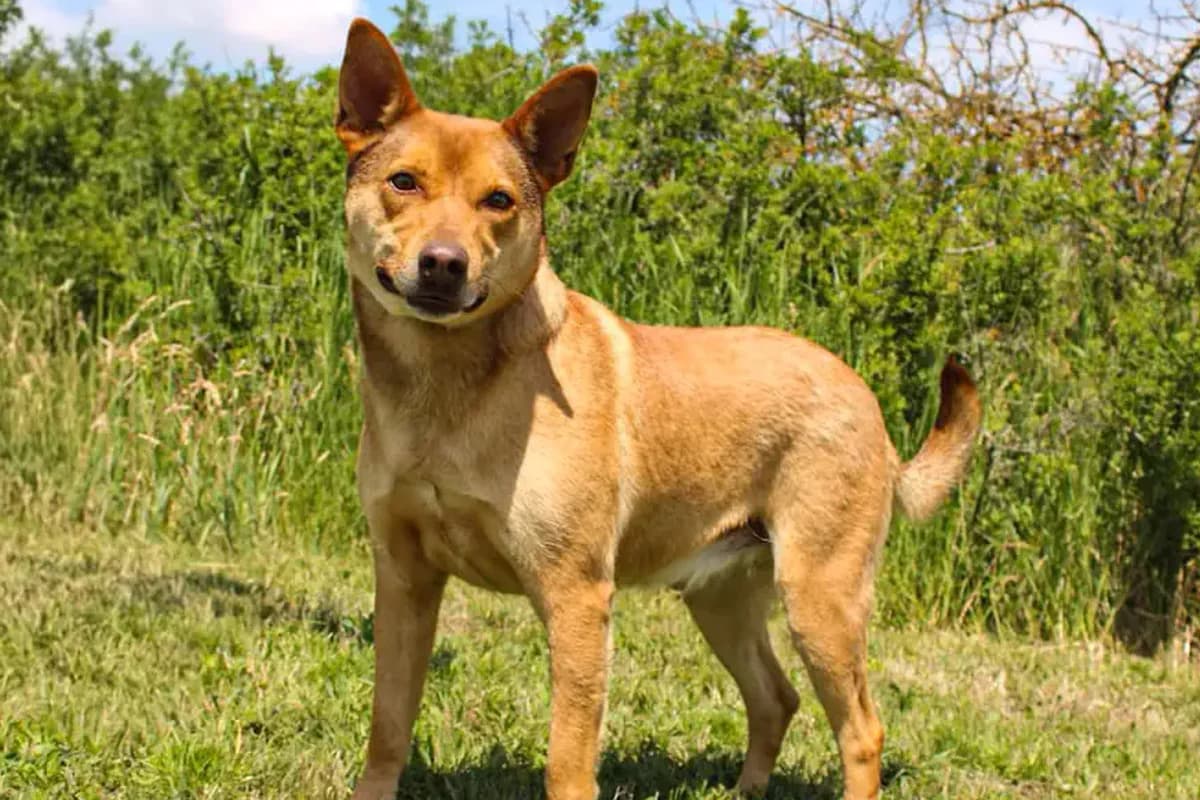 Dominic, male puppy mixed breed for adoption at animals care - Tierschutz ohne Grenzen, Ketzin