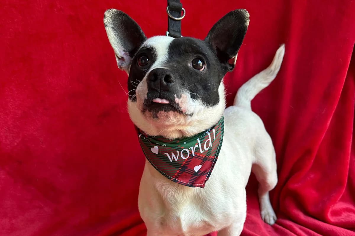 Malcolm, female puppy mixed breed for adoption at animals care - Tierschutz ohne Grenzen, Ketzin