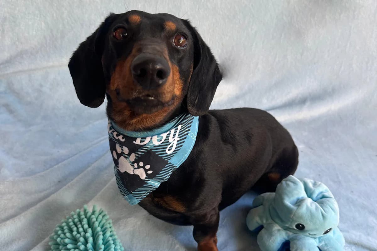 Peyton, male puppy Dachshund for adoption at animals care - Tierschutz ohne Grenzen, Ketzin