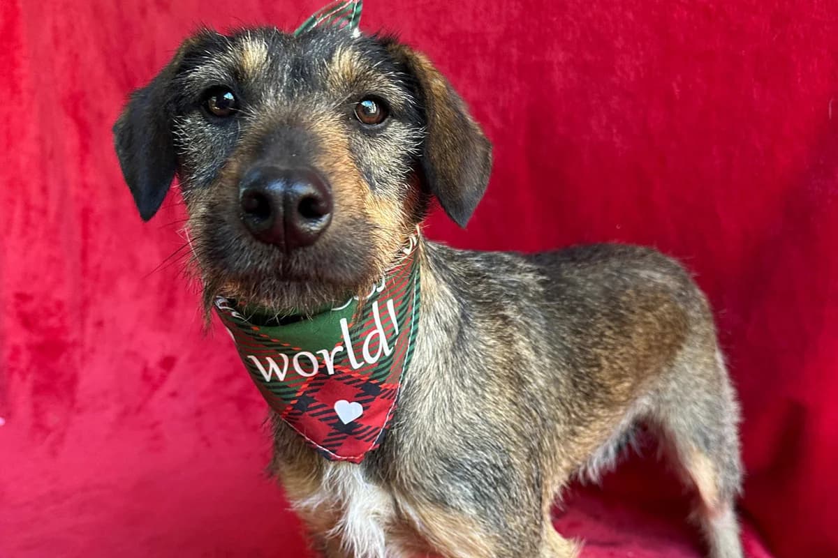 Rosalie, female puppy mixed breed for adoption at animals care - Tierschutz ohne Grenzen, Ketzin