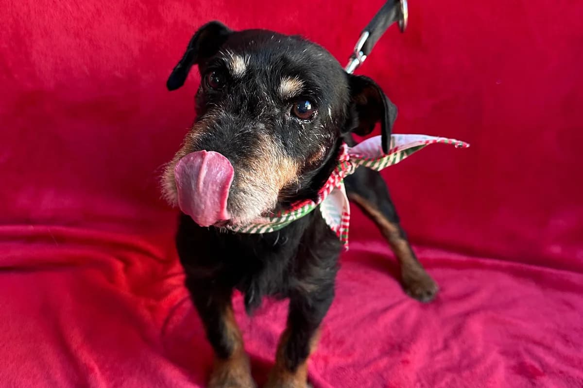 Lychee, female puppy mixed breed for adoption at animals care - Tierschutz ohne Grenzen, Ketzin