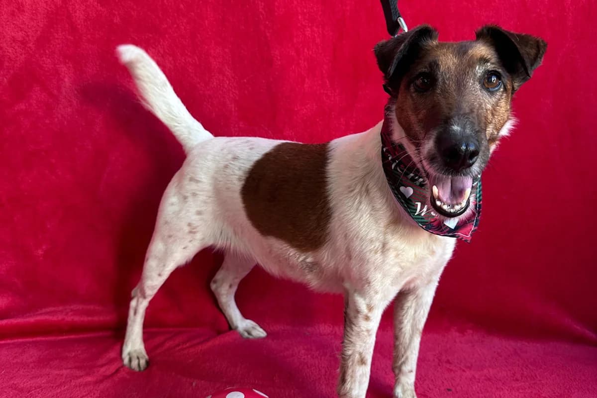 Roxi, female puppy mixed breed for adoption at animals care - Tierschutz ohne Grenzen, Ketzin