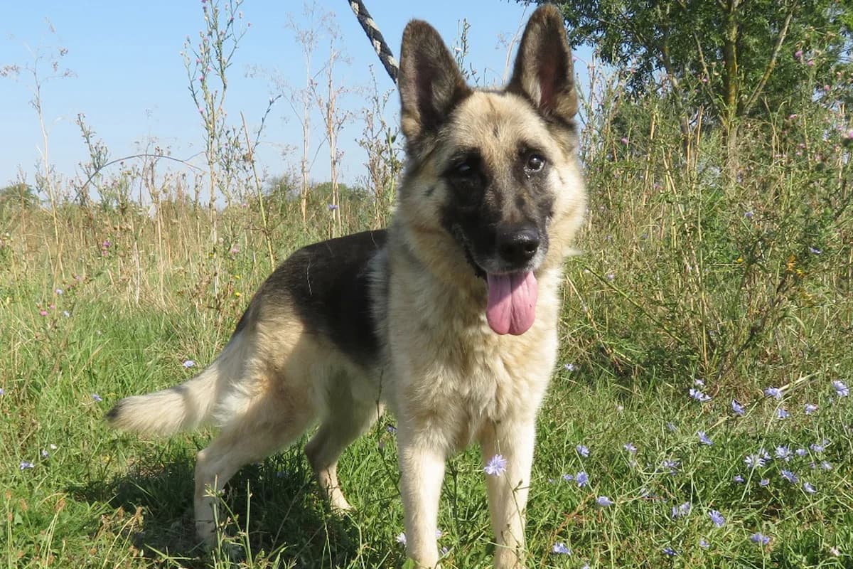 Nozi, male senior German Shepherd for adoption at animals care - Tierschutz ohne Grenzen, Ketzin