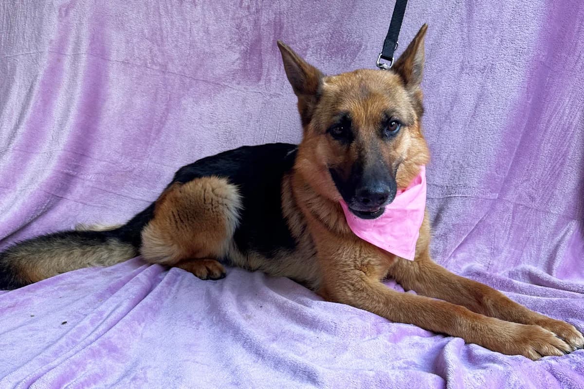 Sabrina, female puppy mixed breed for adoption at animals care - Tierschutz ohne Grenzen, Ketzin