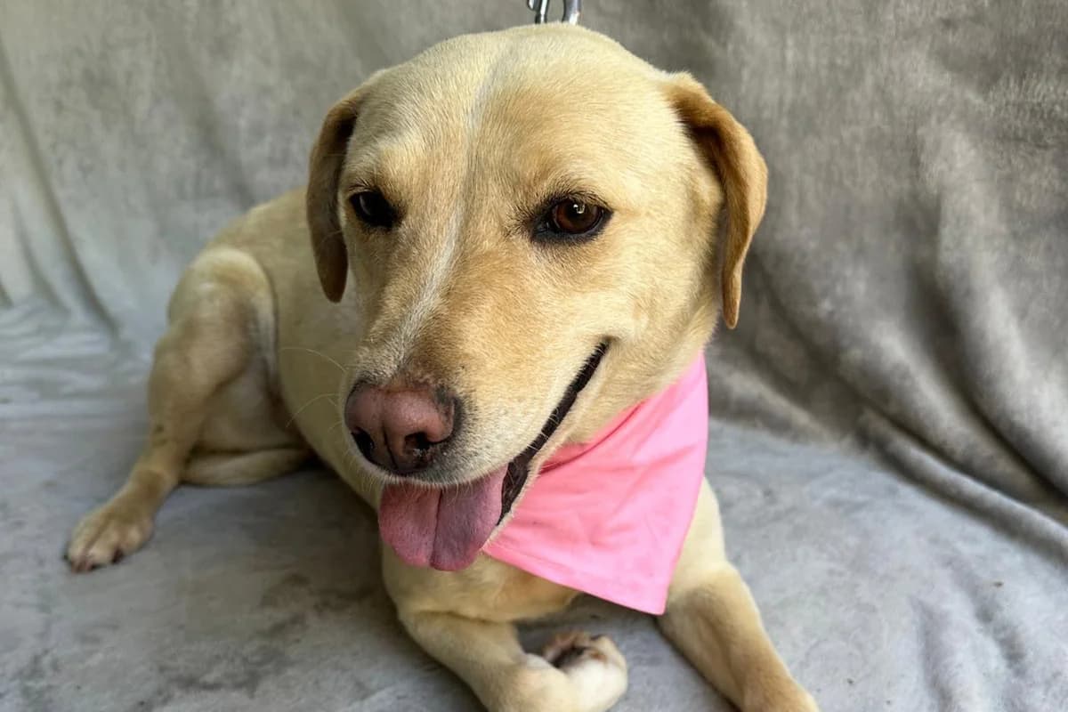 Bellissima, female mixed breed for adoption at animals care - Tierschutz ohne Grenzen, Ketzin