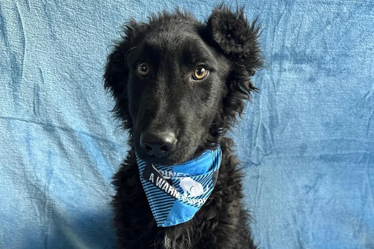 Juppy, Mixed Breed (animals care - Tierschutz ohne Grenzen)
