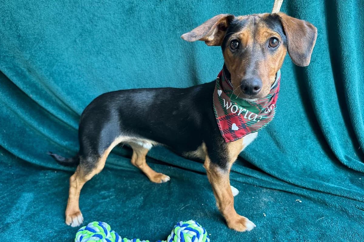 Everett, male young Mixed Breed for adoption at animals care - Tierschutz ohne Grenzen, Ketzin