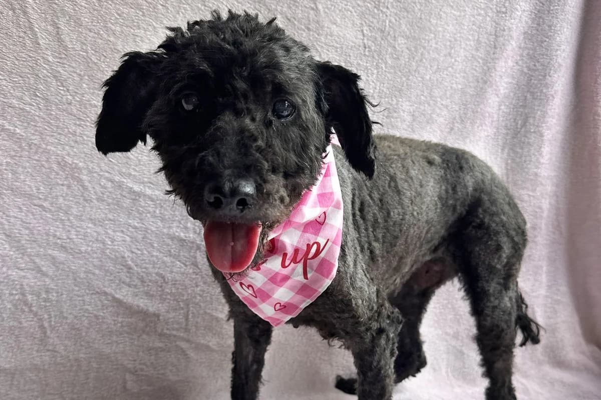 Goly, female senior mixed breed for adoption at animals care - Tierschutz ohne Grenzen, Ketzin