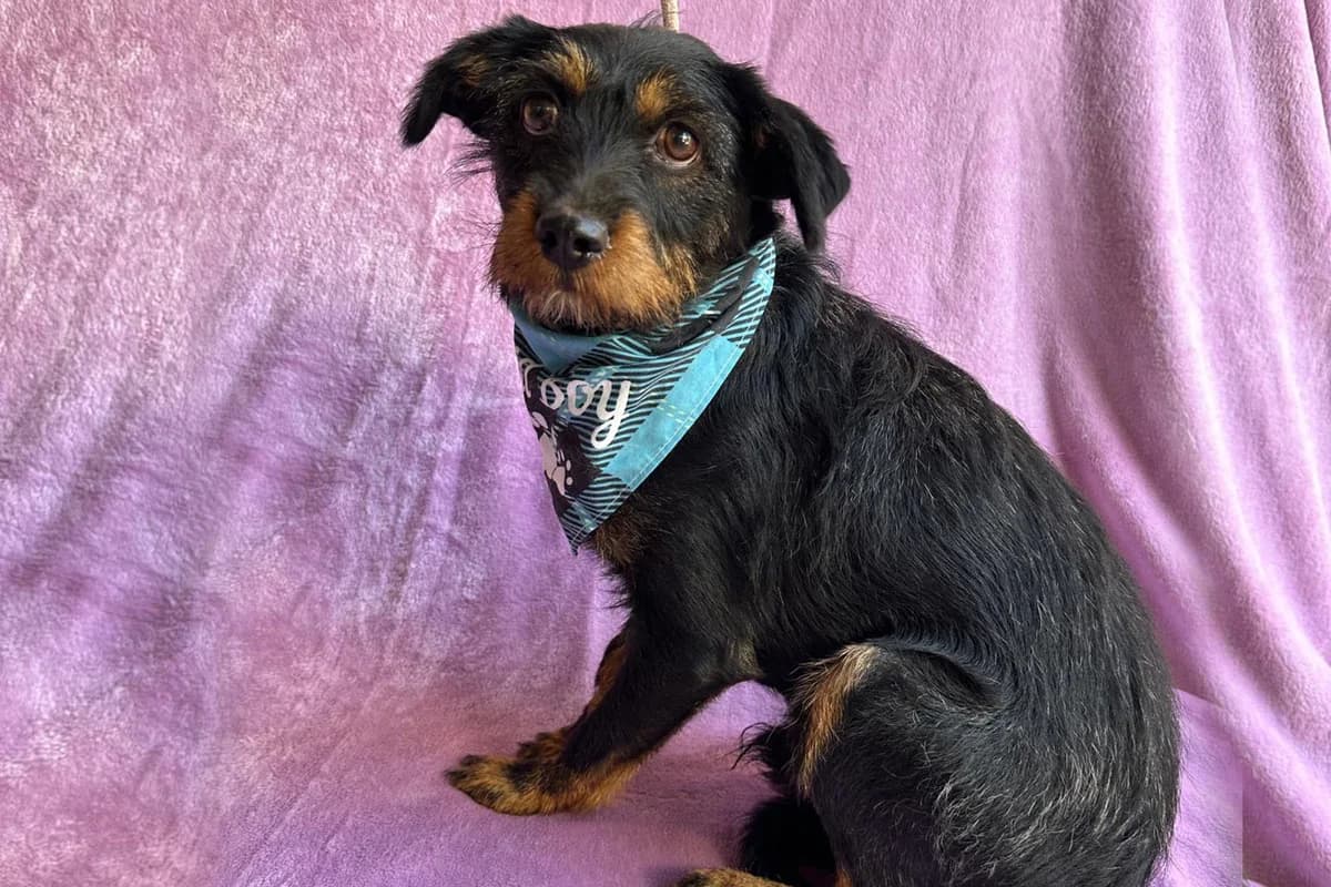 Mario, male 3yo Mixed Breed for adoption at animals care - Tierschutz ohne Grenzen, Ketzin