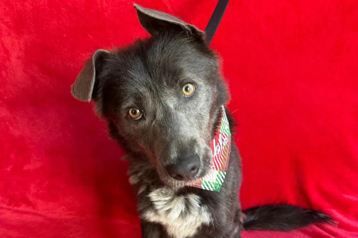 Malter, male 5yo mixed breed for adoption at animals care - Tierschutz ohne Grenzen, Ketzin