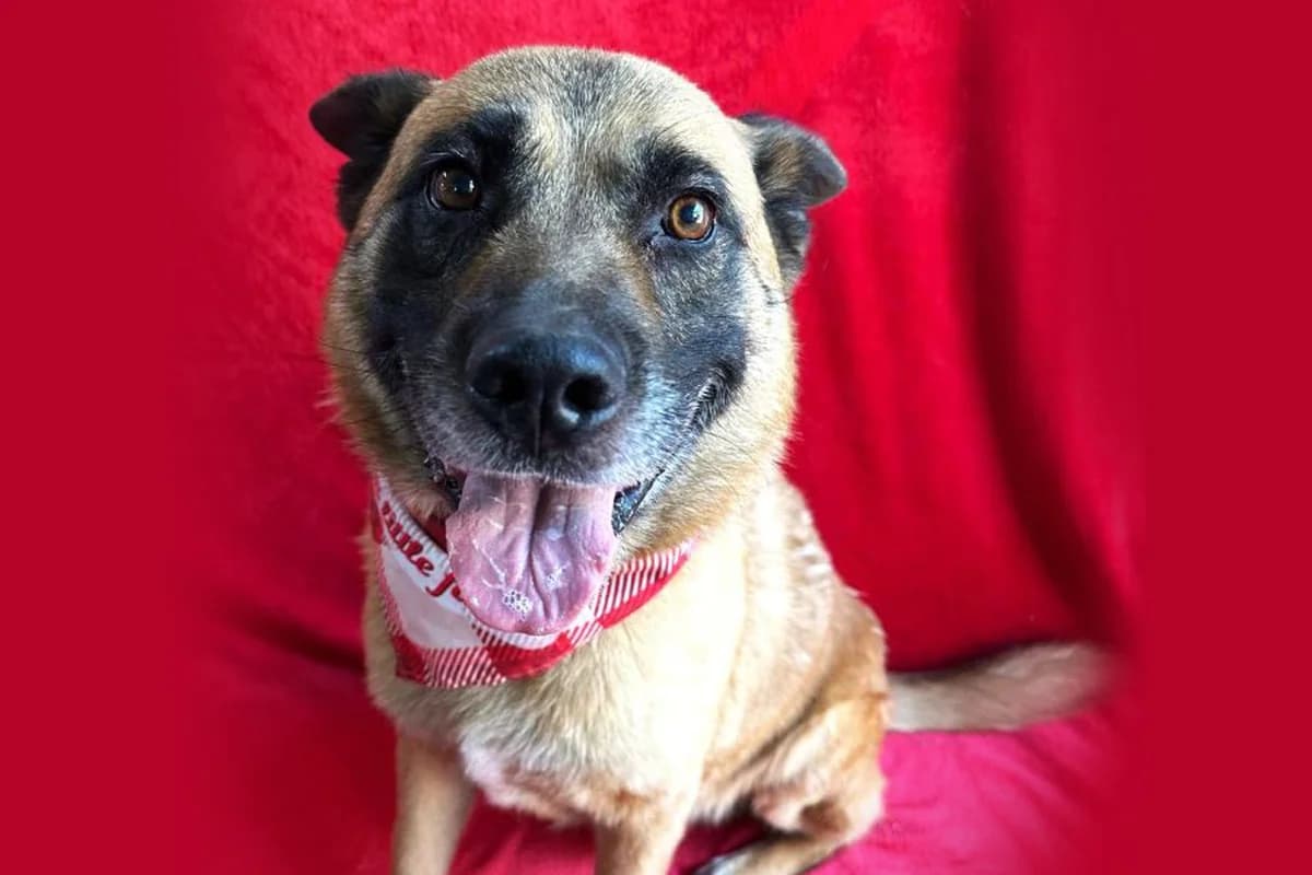Owen, male 6yo German Shepherd for adoption at animals care - Tierschutz ohne Grenzen, Ketzin
