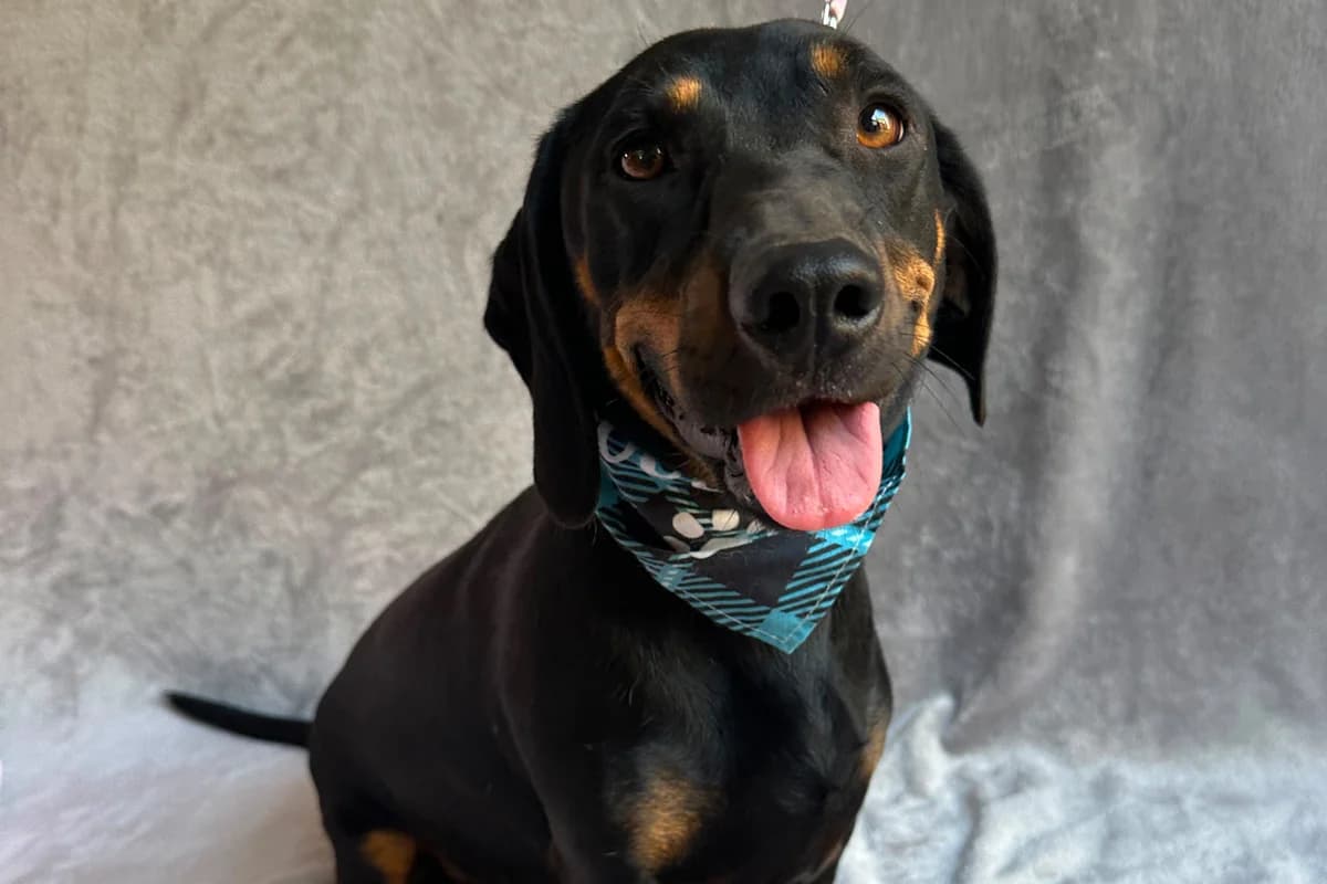 Pic-Úr, male young Dachshund for adoption at animals care - Tierschutz ohne Grenzen, Ketzin