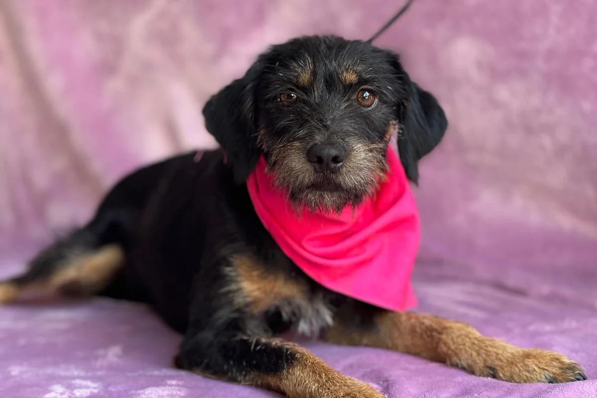 Aisa, female mixed breed for adoption at animals care - Tierschutz ohne Grenzen, Ketzin